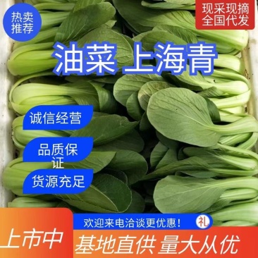 大量供应精品上海青小颗油菜，欢迎各地老板订购，可实地考察