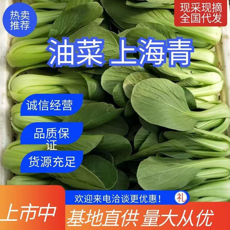大量供应精品上海青小颗油菜，欢迎各地老板订购，可实地考察