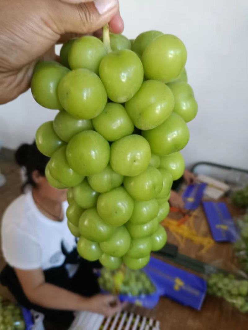 陕西温室大棚阳光玫瑰批发，陕西大荔钢架大棚阳光玫瑰产地