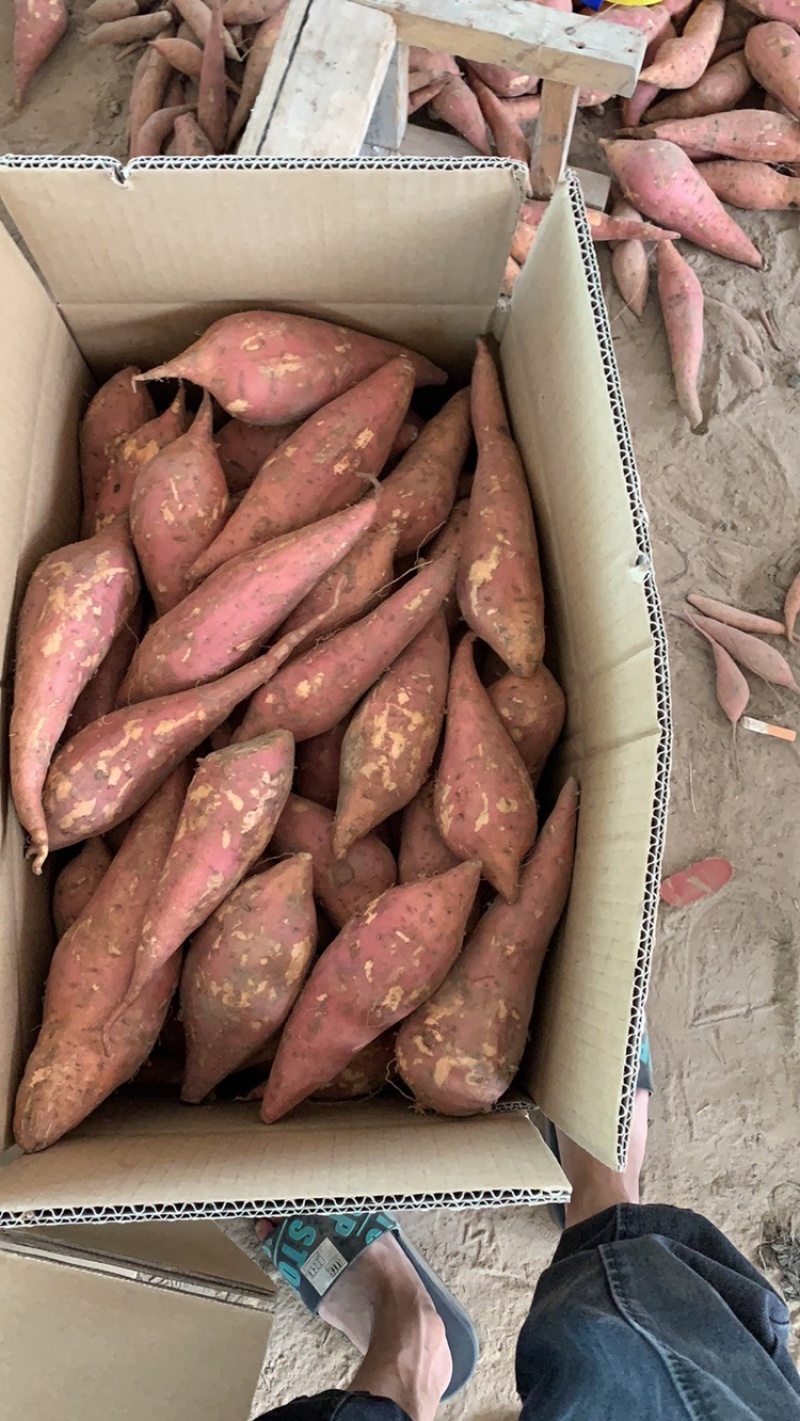 西瓜红。电商货。市场货大量供应。价格优惠