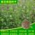 紫花苜蓿种子猪牛羊兔鸡鸭鹅多年生四季养殖牧草苜蓿草籽鱼草