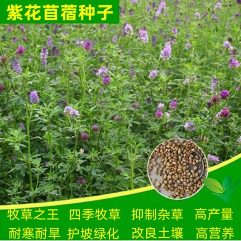 紫花苜蓿种子猪牛羊兔鸡鸭鹅多年生四季养殖牧草苜蓿草籽鱼草