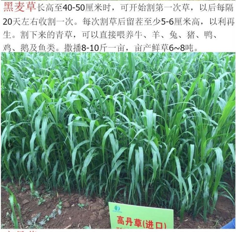 紫花苜蓿种子猪牛羊兔鸡鸭鹅多年生四季养殖牧草苜蓿草籽鱼草