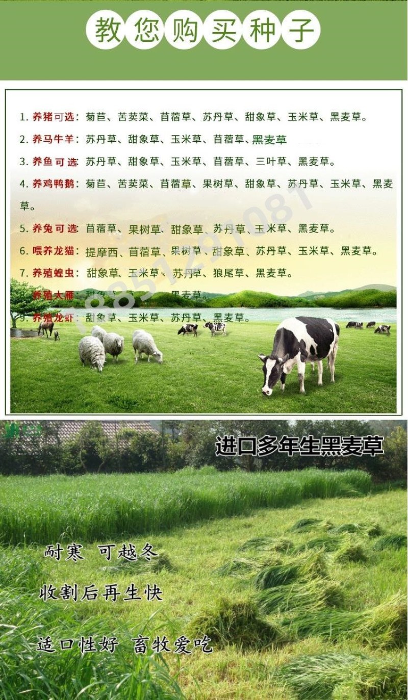 紫花苜蓿种子猪牛羊兔鸡鸭鹅多年生四季养殖牧草苜蓿草籽鱼草
