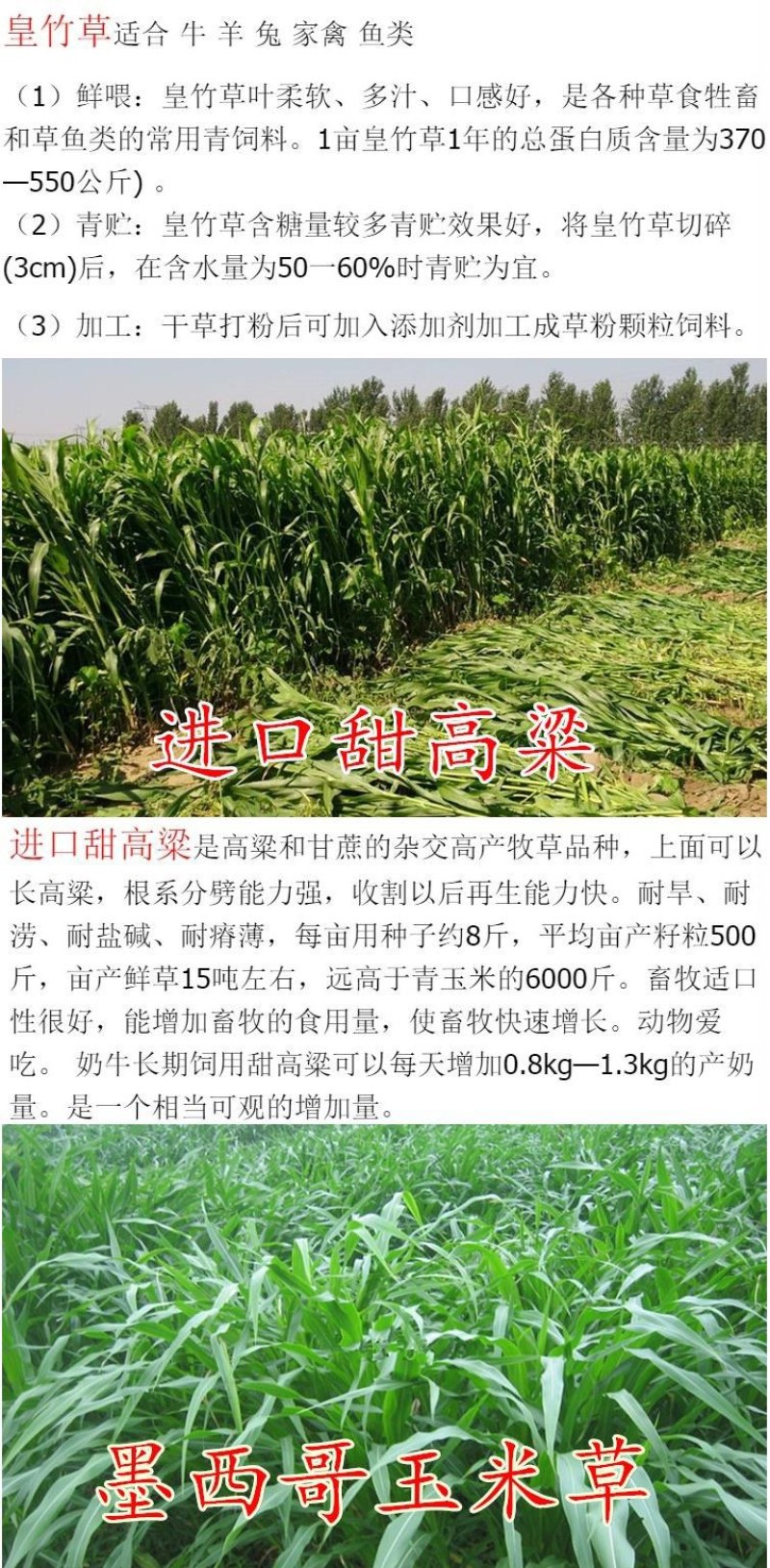 紫花苜蓿种子猪牛羊兔鸡鸭鹅多年生四季养殖牧草苜蓿草籽鱼草