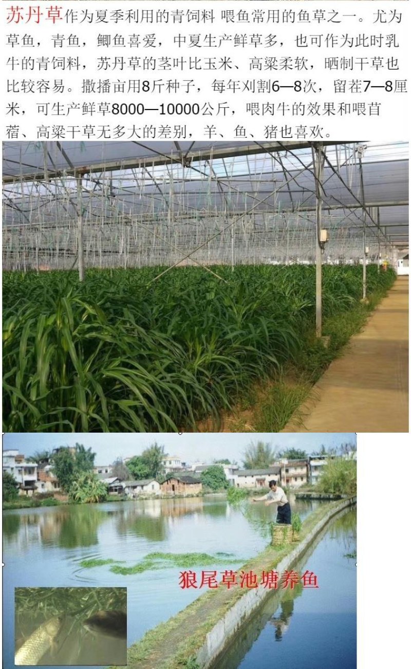 紫花苜蓿种子猪牛羊兔鸡鸭鹅多年生四季养殖牧草苜蓿草籽鱼草