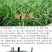 紫花苜蓿种子猪牛羊兔鸡鸭鹅多年生四季养殖牧草苜蓿草籽鱼草