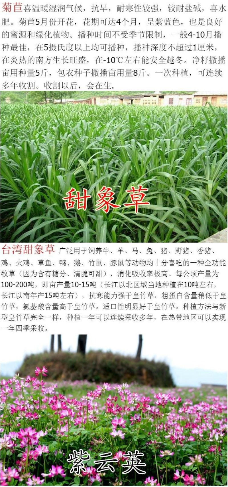 紫花苜蓿种子猪牛羊兔鸡鸭鹅多年生四季养殖牧草苜蓿草籽鱼草