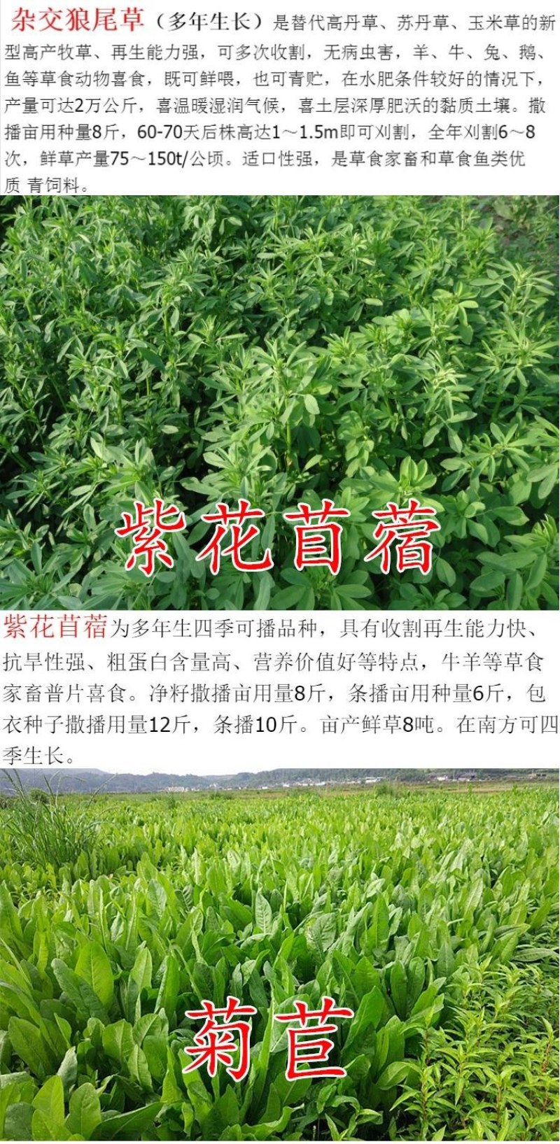 紫花苜蓿种子猪牛羊兔鸡鸭鹅多年生四季养殖牧草苜蓿草籽鱼草