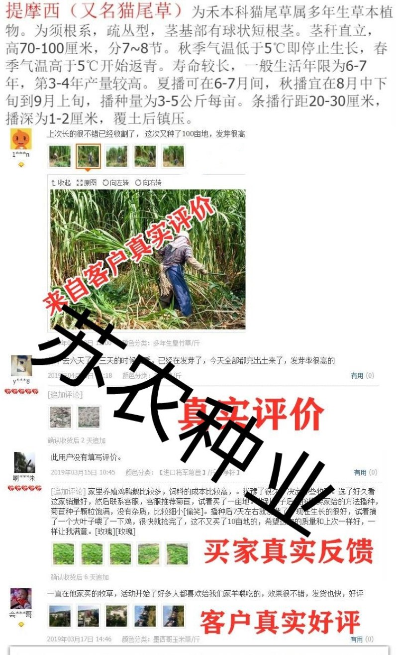 紫花苜蓿种子猪牛羊兔鸡鸭鹅多年生四季养殖牧草苜蓿草籽鱼草