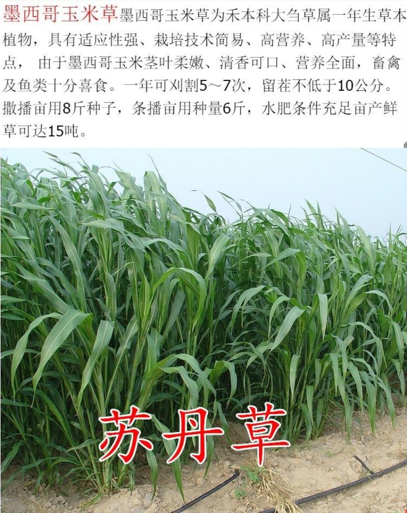 紫花苜蓿种子猪牛羊兔鸡鸭鹅多年生四季养殖牧草苜蓿草籽鱼草