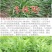 紫花苜蓿种子猪牛羊兔鸡鸭鹅多年生四季养殖牧草苜蓿草籽鱼草