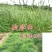 紫花苜蓿种子猪牛羊兔鸡鸭鹅多年生四季养殖牧草苜蓿草籽鱼草