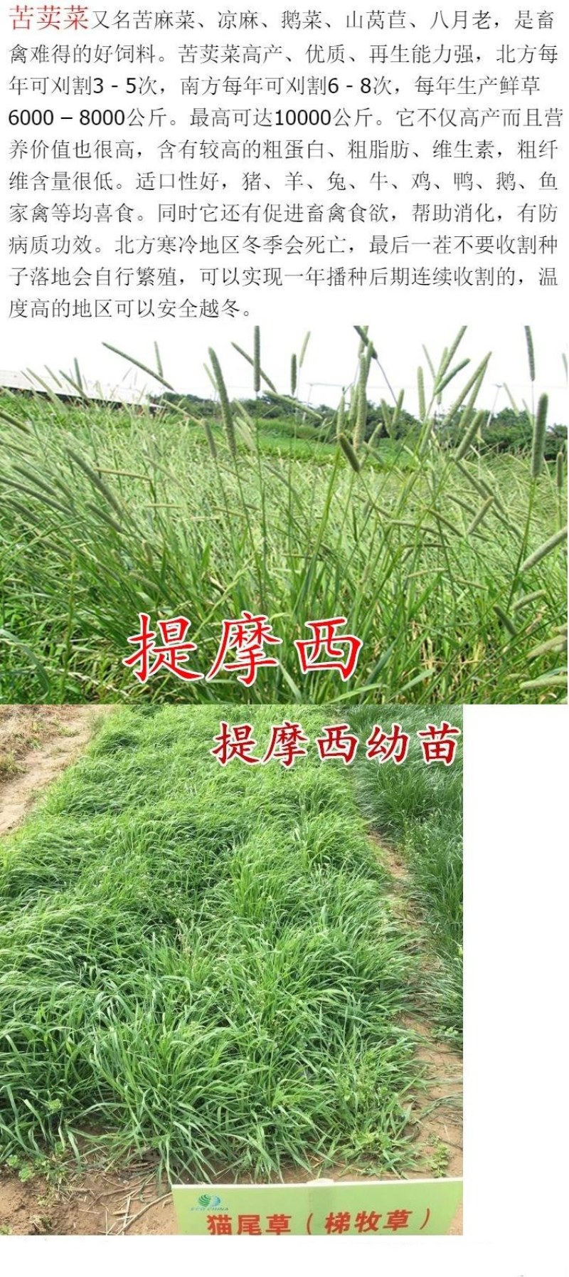 紫花苜蓿种子猪牛羊兔鸡鸭鹅多年生四季养殖牧草苜蓿草籽鱼草