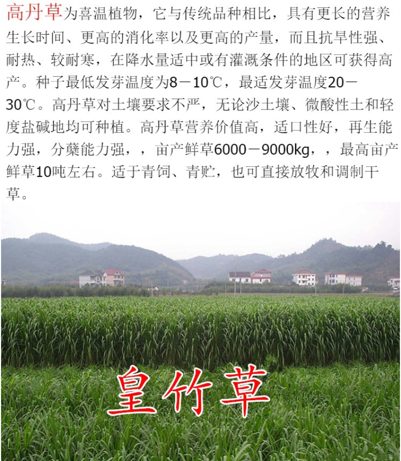 紫花苜蓿种子猪牛羊兔鸡鸭鹅多年生四季养殖牧草苜蓿草籽鱼草