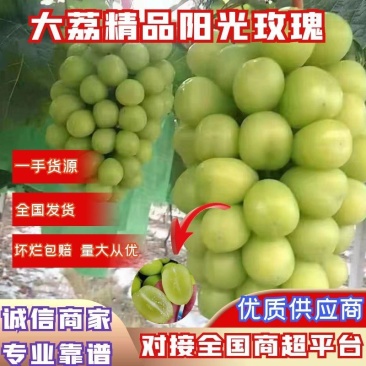 陕西露天阳光玫瑰产地直供，大荔雨棚阳光玫瑰万亩采摘园上市