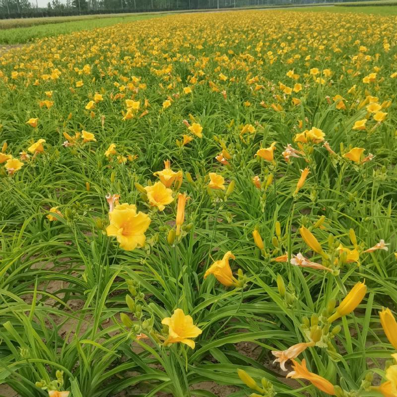 金娃娃萱草红宝石萱草质量保证产地产地直供