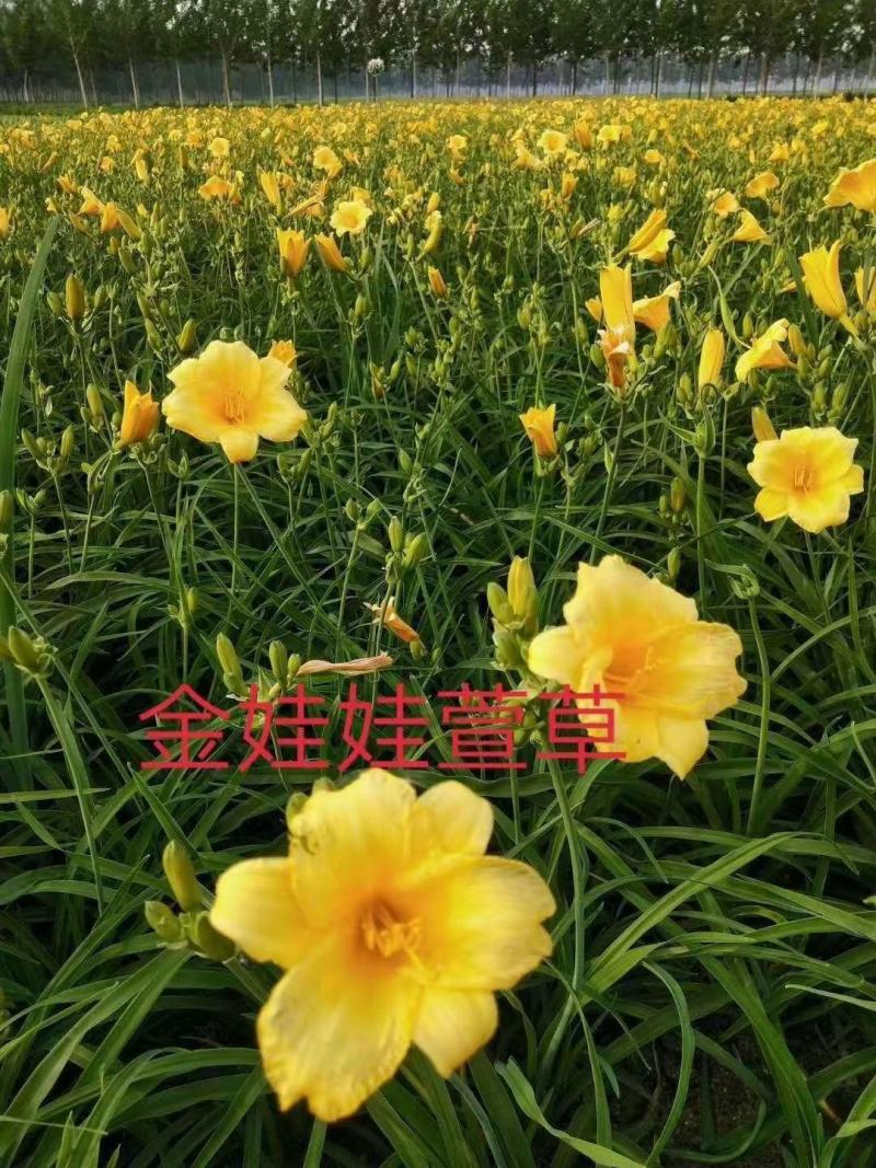 金娃娃萱草红宝石萱草质量保证产地产地直供