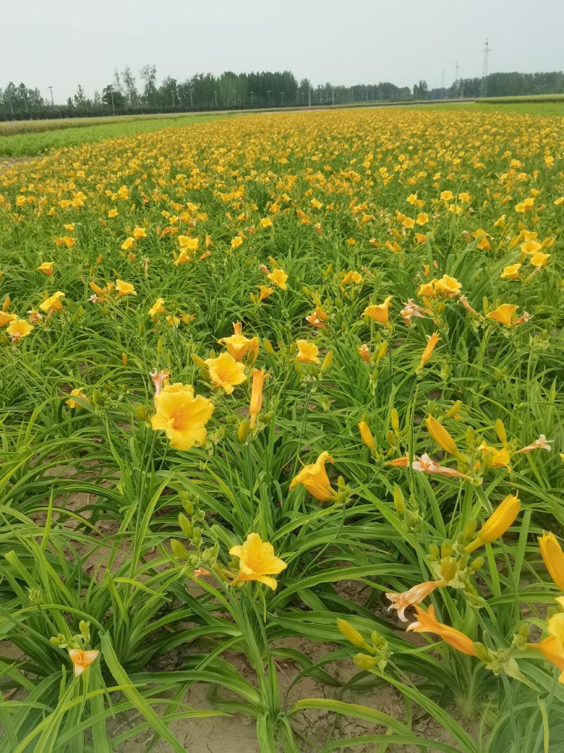 金娃娃萱草红宝石萱草质量保证产地产地直供