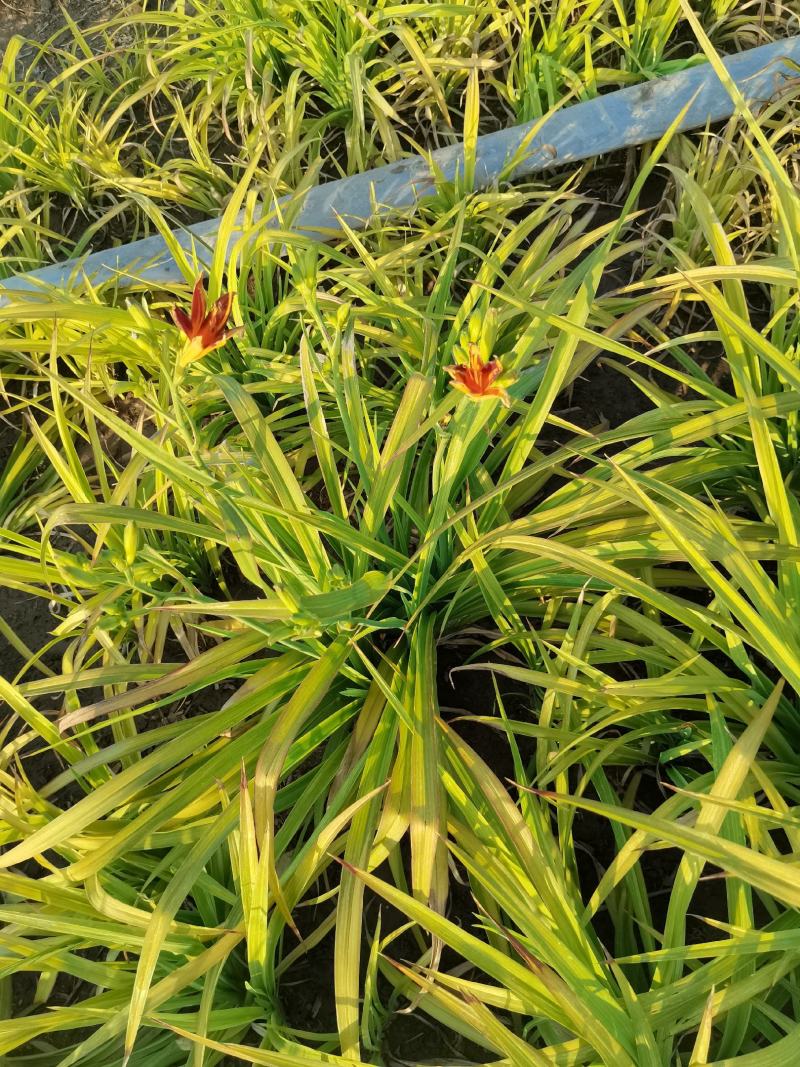 金娃娃萱草红宝石萱草质量保证产地产地直供