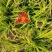 金娃娃萱草红宝石萱草质量保证产地产地直供