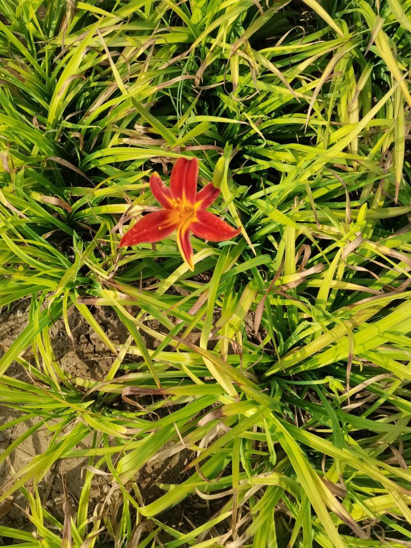 金娃娃萱草红宝石萱草质量保证产地产地直供
