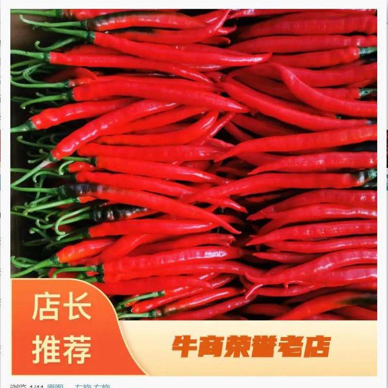 贵州高山种植二荆条（三号七号红线椒）大量上市了！种植面积