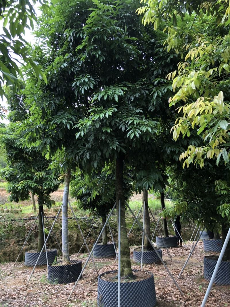 海南红豆15-18-20分低价出售