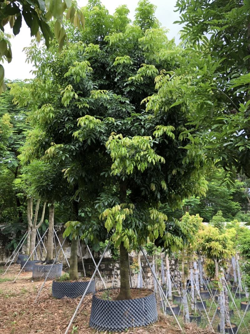 海南红豆15-18-20分低价出售