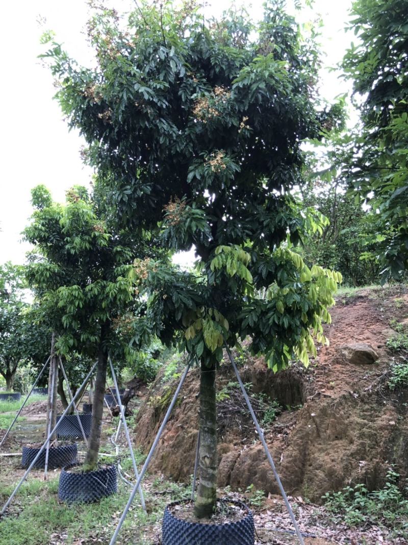 海南红豆15-18-20分低价出售