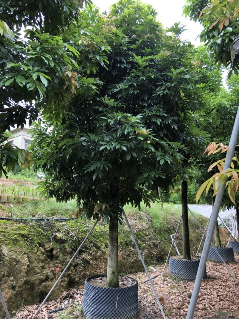 海南红豆15-18-20分低价出售