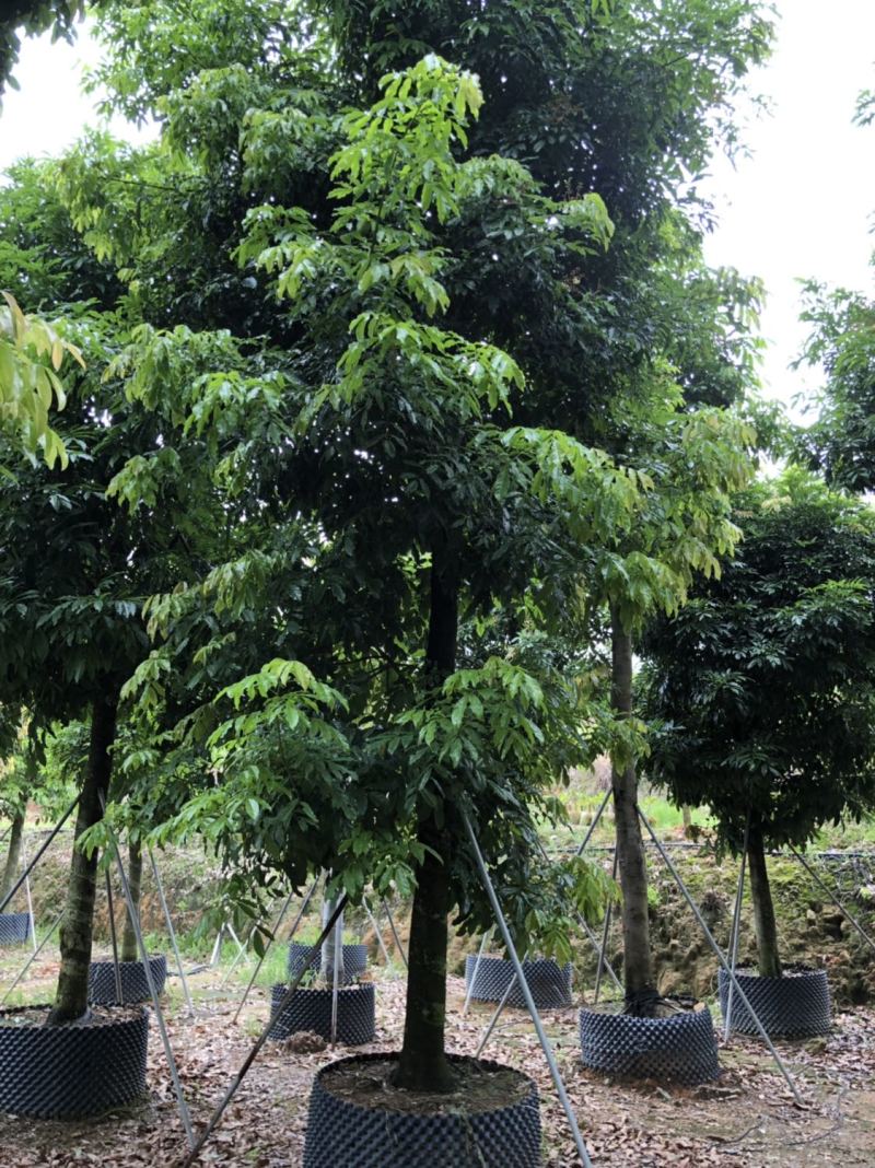 海南红豆15-18-20分低价出售
