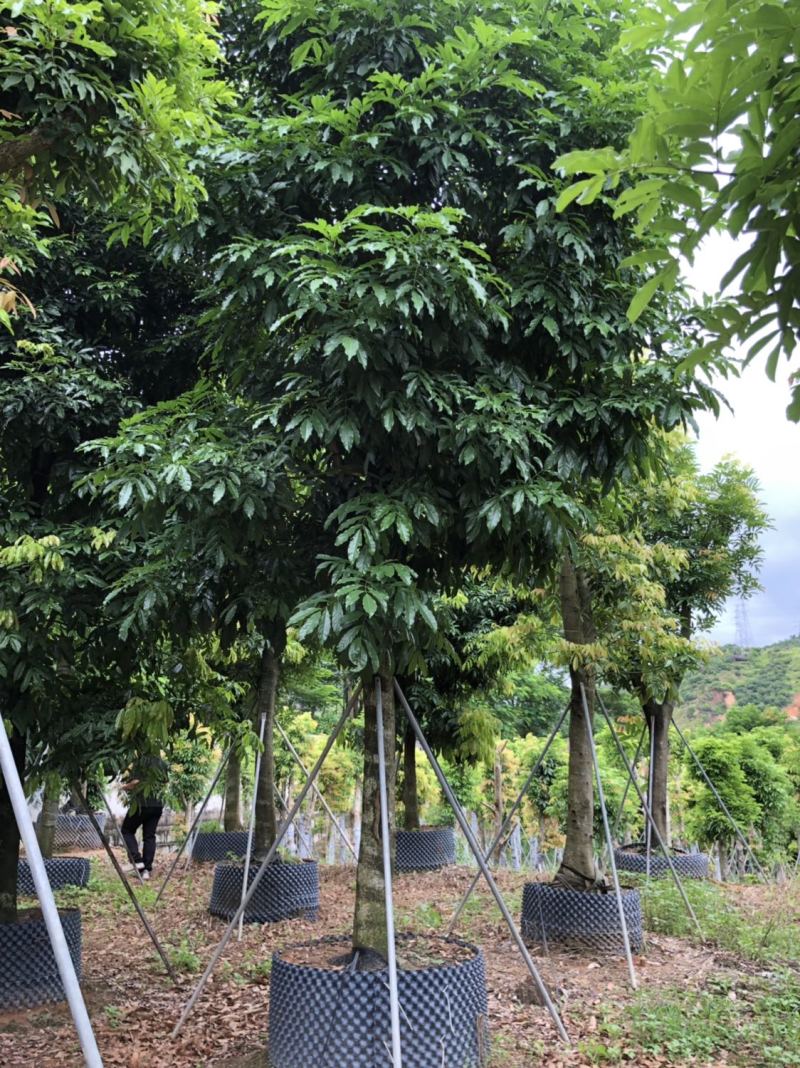海南红豆15-18-20分低价出售