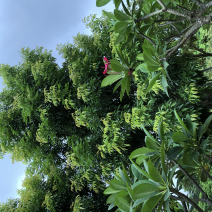 海南红豆15-18-20分低价出售