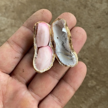 鲜花生，三次过筛人工挑选，量大从优