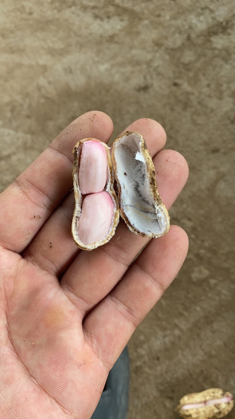鲜花生，三次过筛人工挑选，量大从优