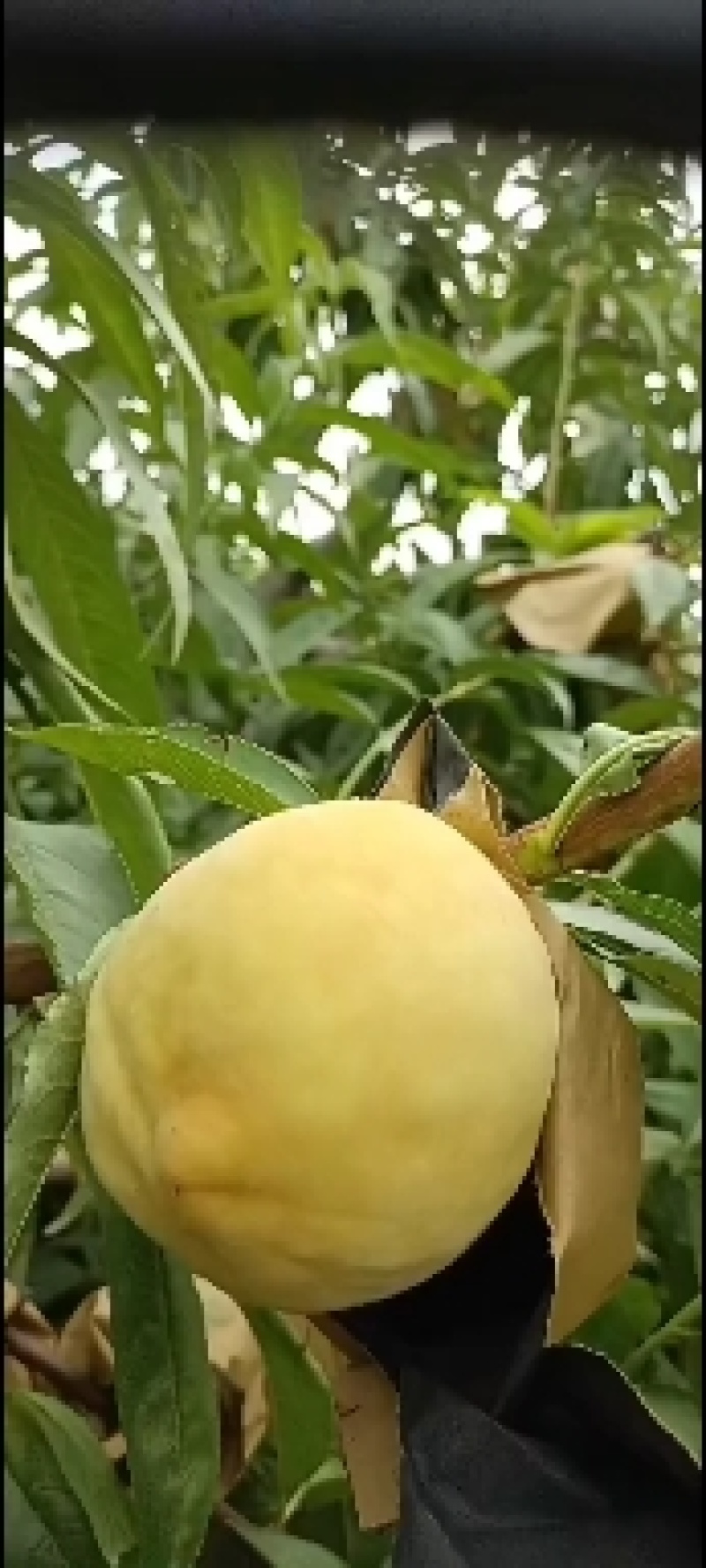 千亩桃园基地，白永连蜜桃即将上市中。套袋的白色桃。