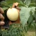 千亩桃园基地，白永连蜜桃即将上市中。套袋的白色桃。