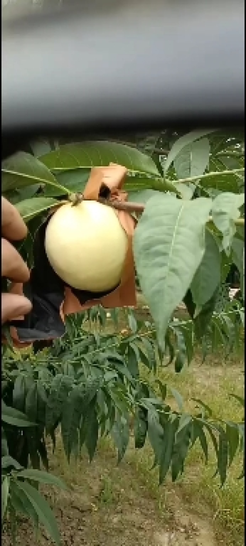 千亩桃园基地，白永连蜜桃即将上市中。套袋的白色桃。