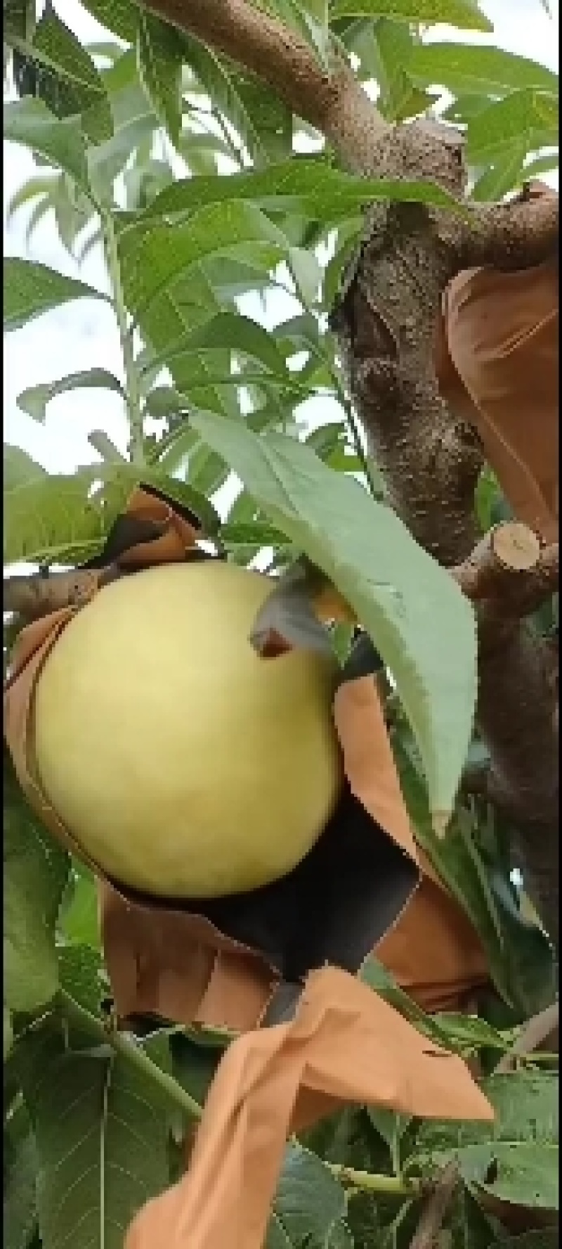 千亩桃园基地，白永连蜜桃即将上市中。套袋的白色桃。