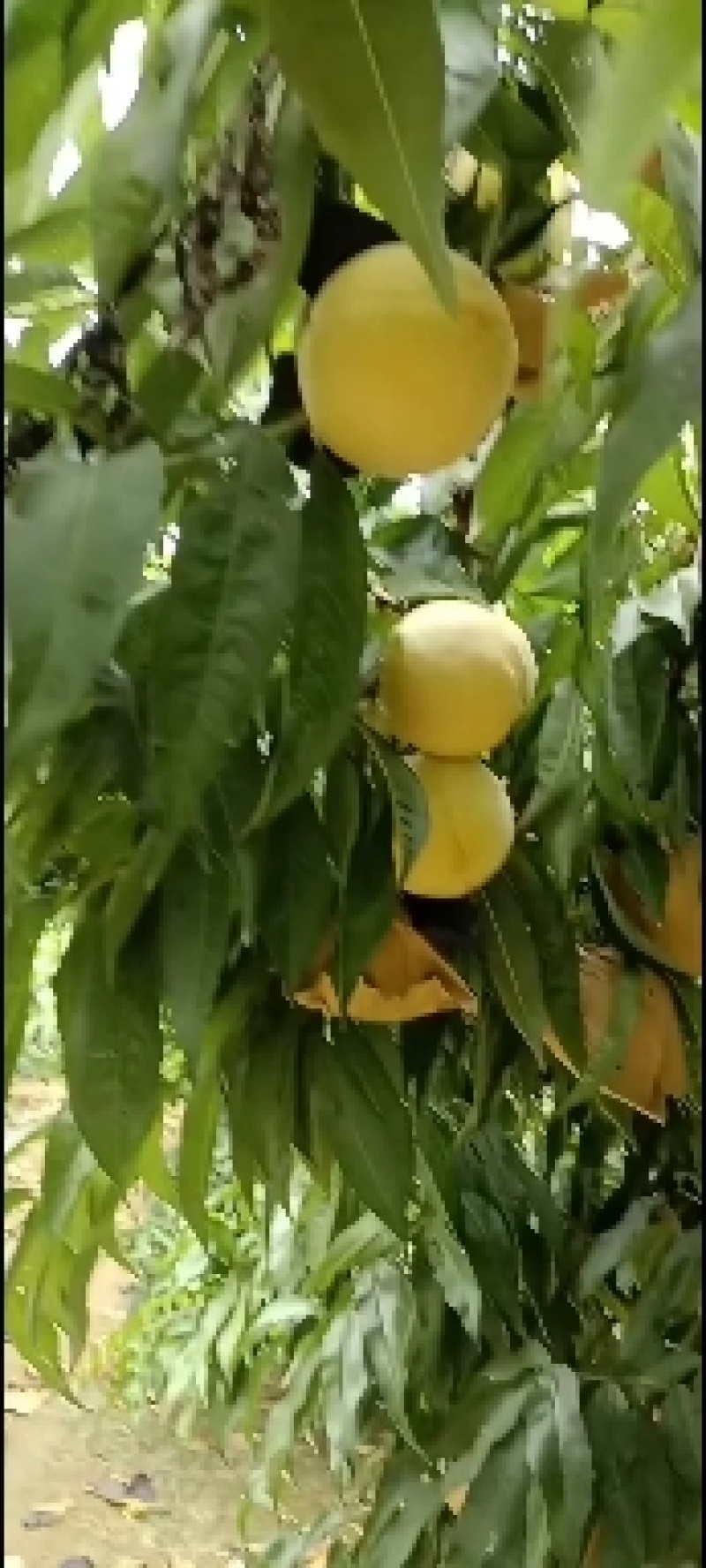 千亩桃园基地，白永连蜜桃即将上市中。套袋的白色桃。