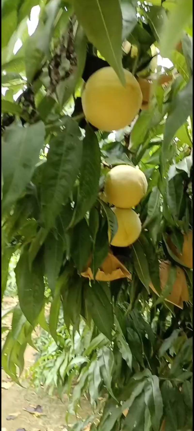 千亩桃园基地，白永连蜜桃即将上市中。套袋的白色桃。