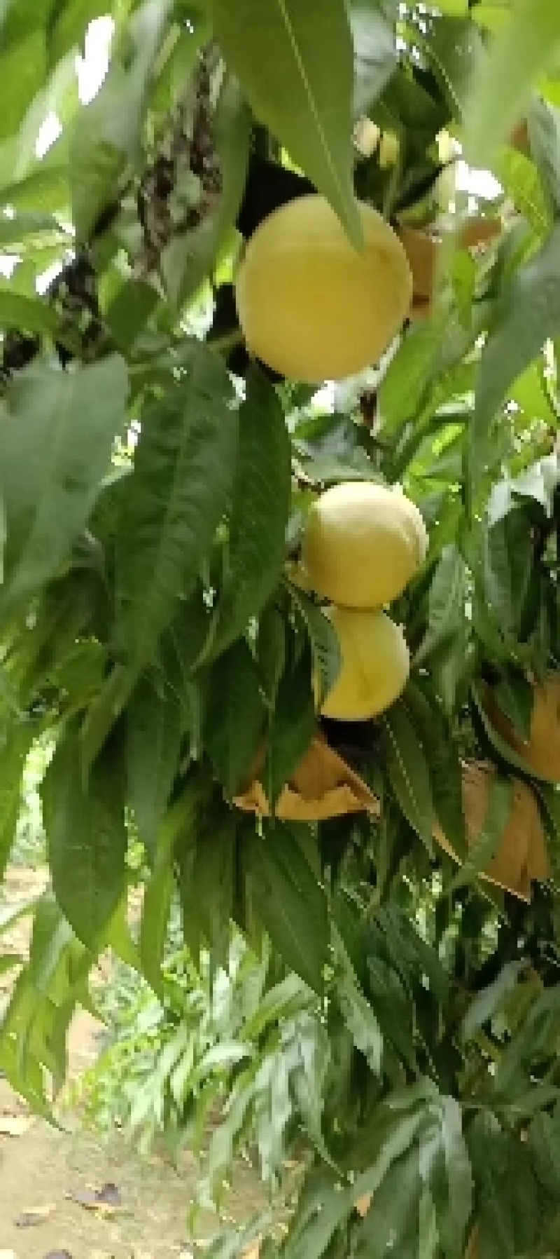 千亩桃园基地，白永连蜜桃即将上市中。套袋的白色桃。