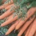 【推荐】品质胡萝卜🥕三红胡萝卜产地直发品质保证