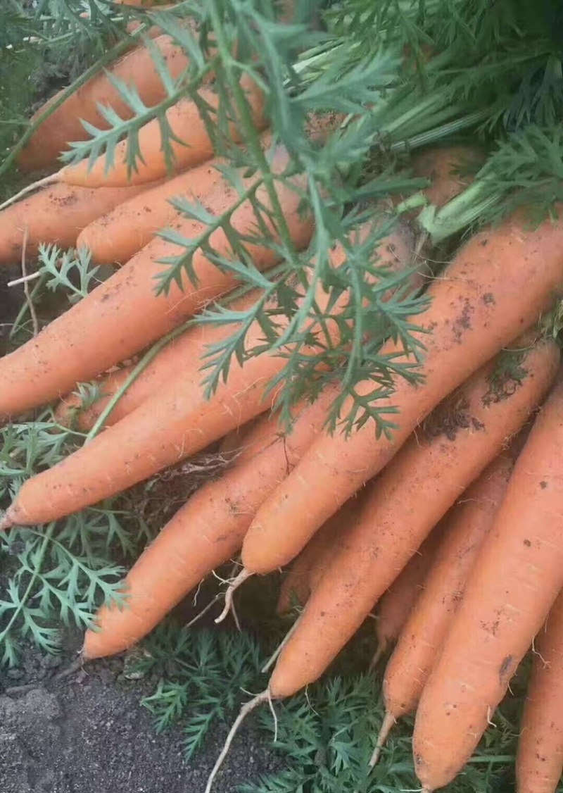 【推荐】品质胡萝卜🥕三红胡萝卜产地直发品质保证