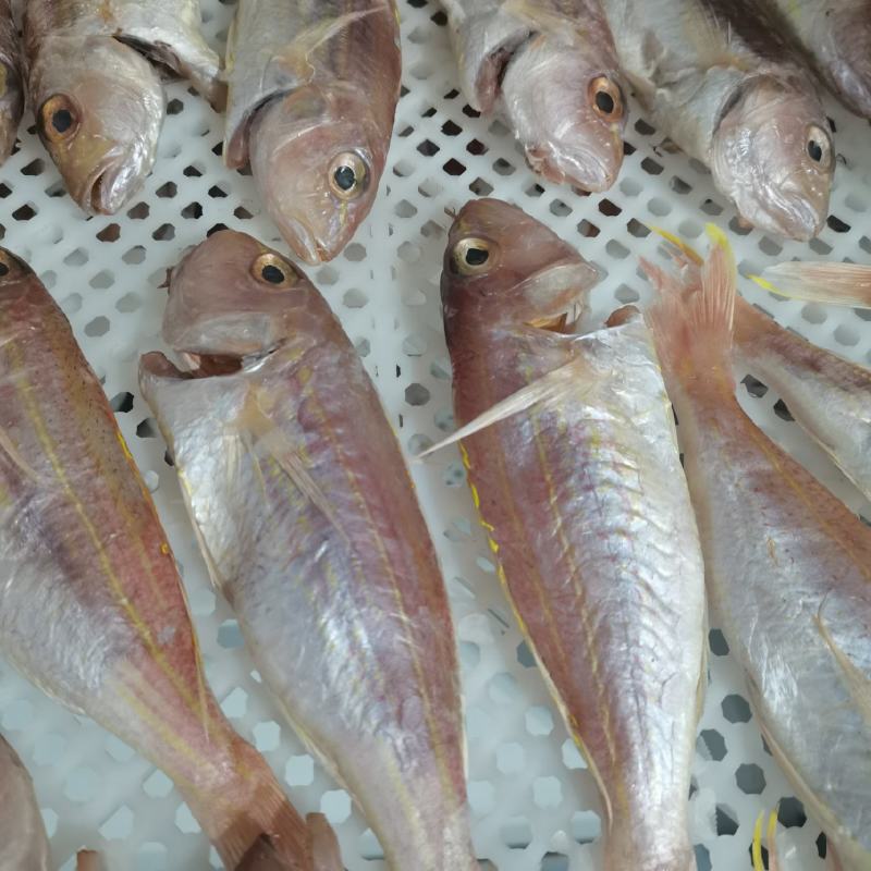 淡晒刀鲤红杉鱼干金丝鱼干货源充足，现做现卖，新鲜美味
