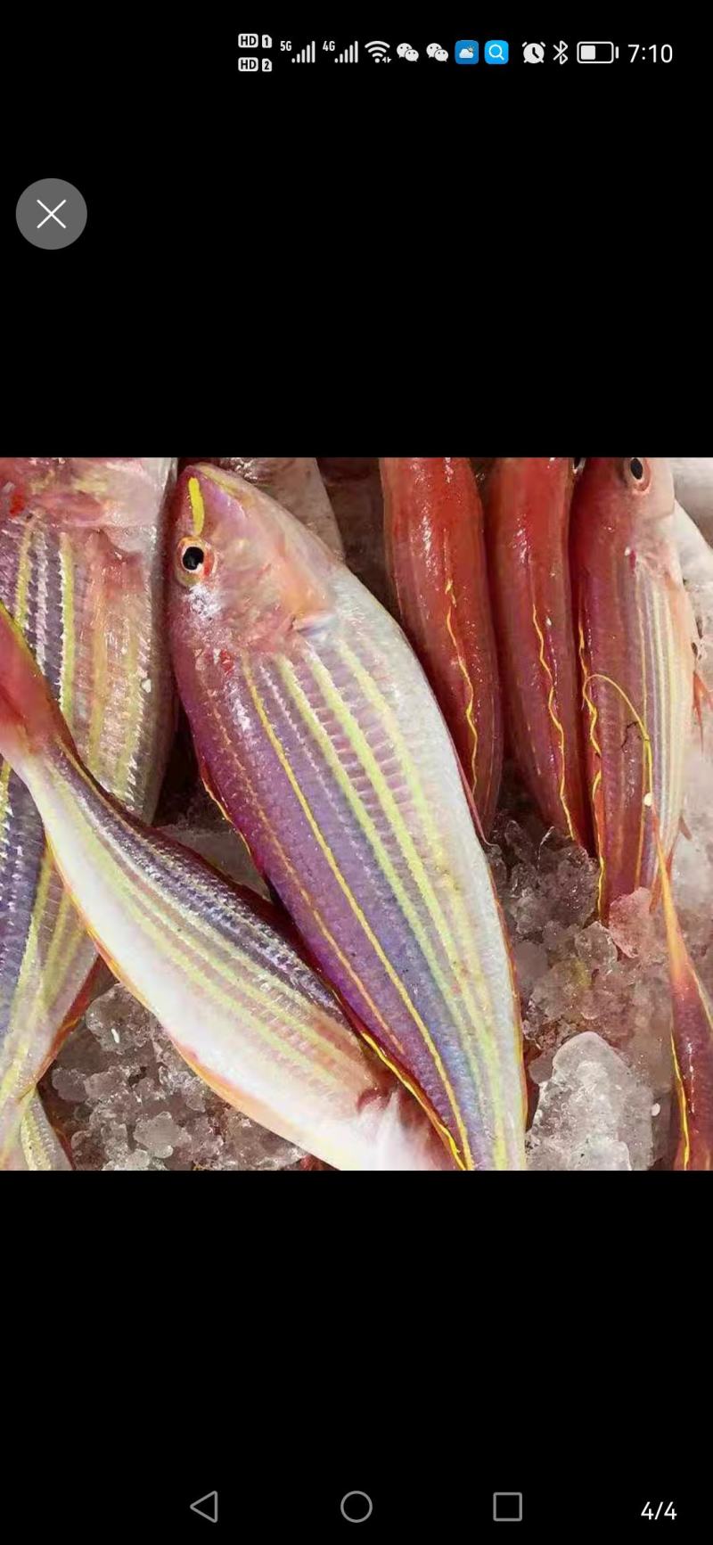 淡晒刀鲤红杉鱼干金丝鱼干货源充足，现做现卖，新鲜美味
