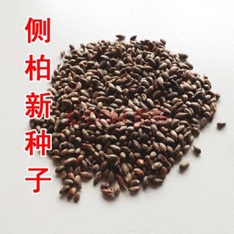 柏树种子批发零售
