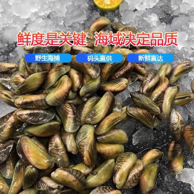 福建海瓜子薄壳码头批发支持电商定制社区团购