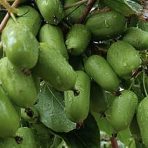 软枣猕猴桃农历八月大量上市